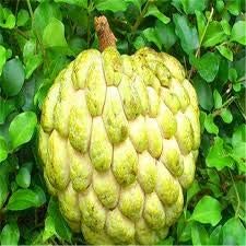 Soursop Fruit Seed for Planting - Yellow Color Variety, Ideal for Home Garden, GMO Free Seeds